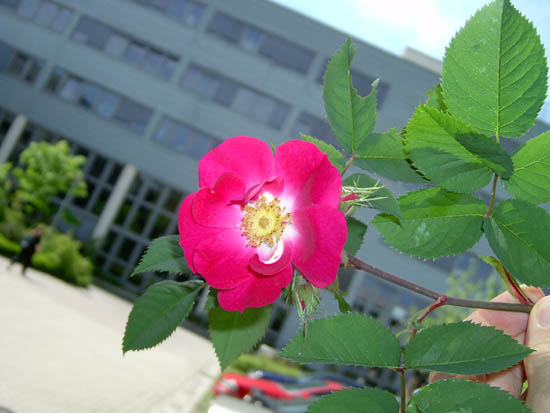 A flower at the IT institute
